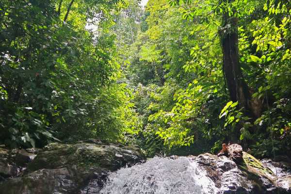 Dolphin Watching Tour in Golfo Dulce | Aventuras Golfo Dulce