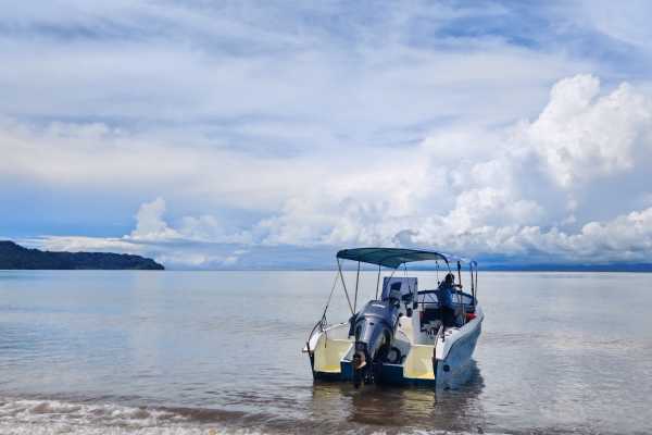Dolphin Watching Tour in Golfo Dulce | Aventuras Golfo Dulce