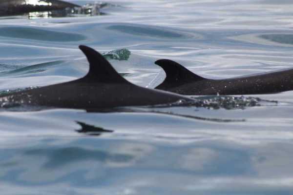 Dolphin Watching Tour in Golfo Dulce | Aventuras Golfo Dulce