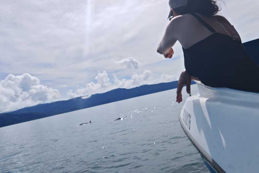 Aventuras Golfo Dulce Tour de Avistamiento de Delfines en Golfo Dulce | Aventuras Golfo Dulce