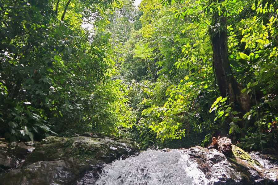 Aventuras Golfo Dulce Tour de Avistamiento de Delfines en Golfo Dulce | Aventuras Golfo Dulce