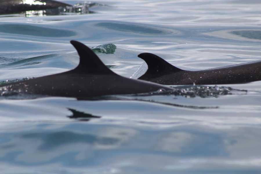 Aventuras Golfo Dulce Tour de Avistamiento de Delfines en Golfo Dulce | Aventuras Golfo Dulce