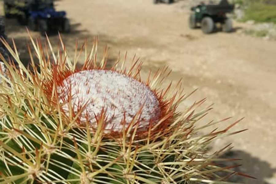 RENTO FUN ADVENTURES ATV East Coast Adventures