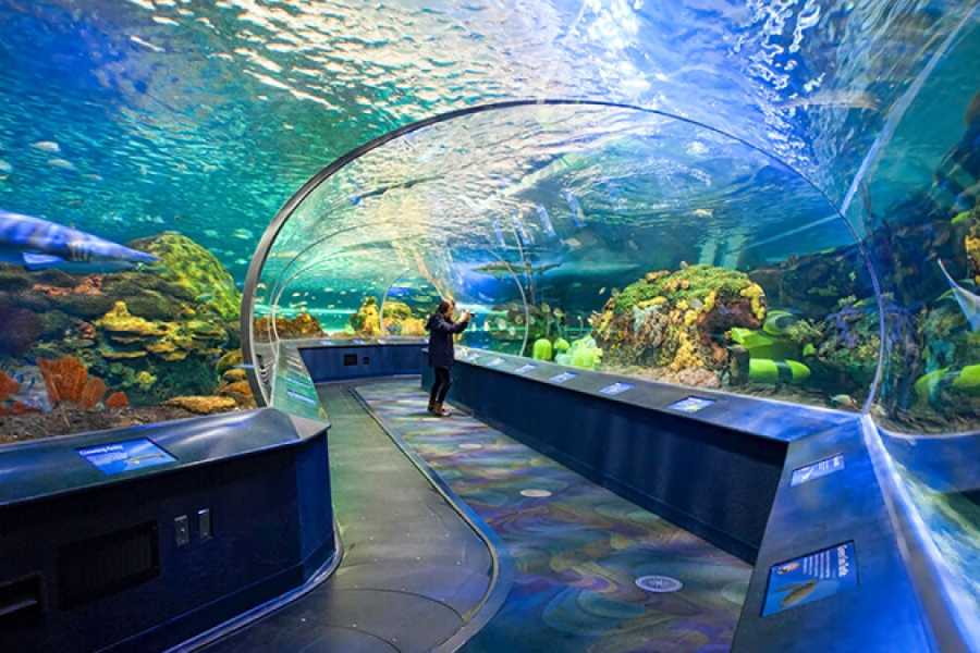 Dream Vacation Tours THE GREAT CANADIAN FAMILY DREAM TOUR  (MONTR&Eacute;AL & TORONTO) &ndash; FROM NS & NB