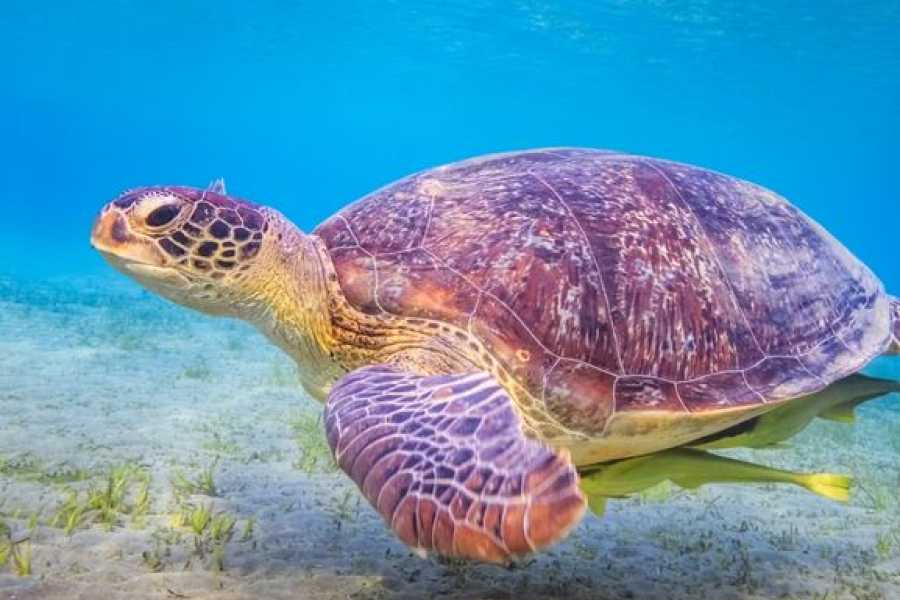 Egypt Tour packages 16 dages Egypten-rejseplan: Nilkrydstogt, &oslash;rkenen og R&oslash;dehavet