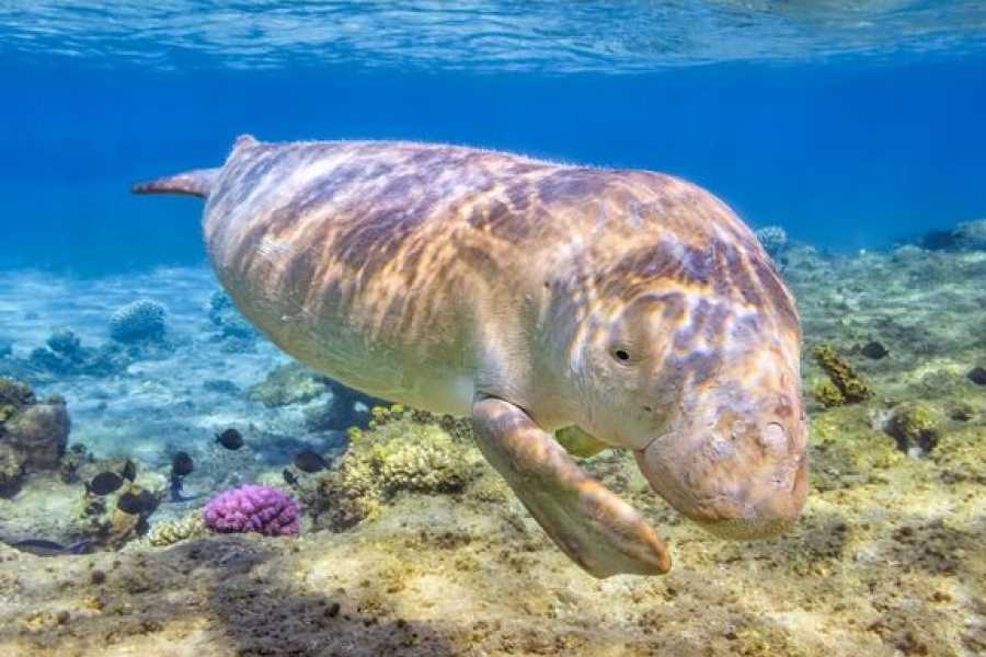 Egypt Tour packages 16 dages Egypten-rejseplan: Nilkrydstogt, &oslash;rkenen og R&oslash;dehavet