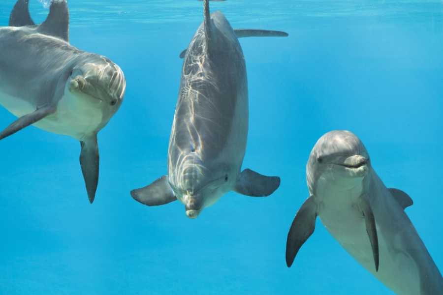 Egypt Tour packages 15 Days Egypt vacation Package
