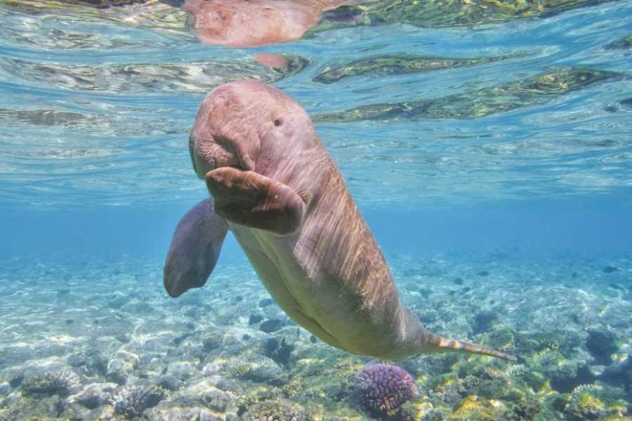 Egypt Tour packages 10 Days Egypt itinerary Nile cruise and the desert