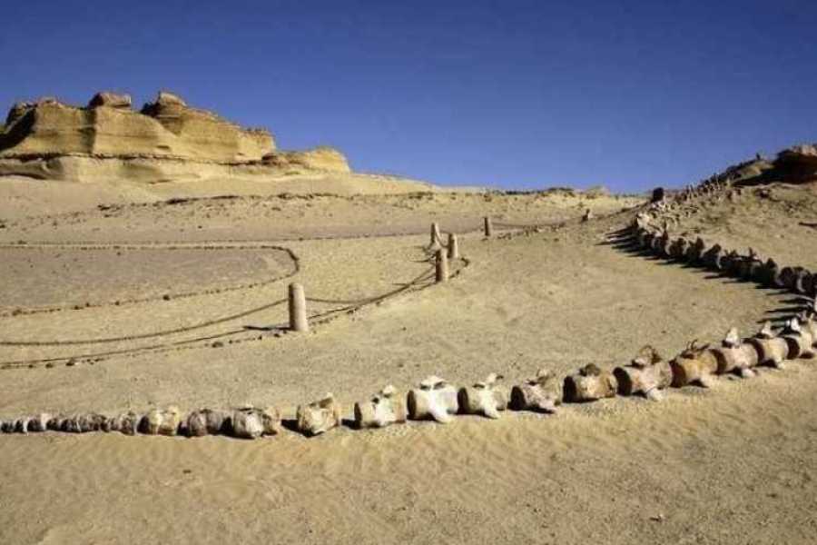 Egypt Tour packages 2 Days Trip to the white desert and wadi el Hitan from Cairo