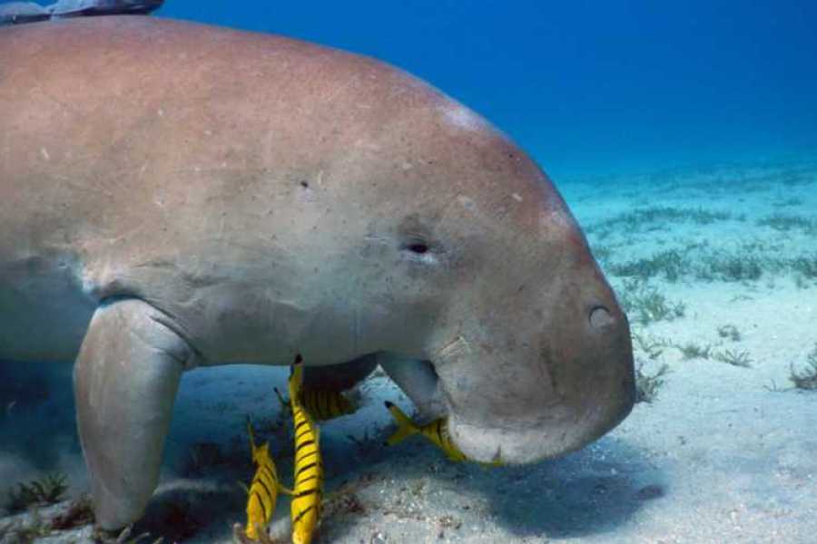 Egypt Tour packages 10-Day Egypt Tour: Cairo Pyramids & Marsa Alam Red Sea