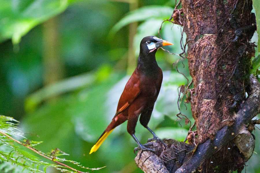 Tour Guanacaste La Orop&eacute;ndola and Simbiosis Spa Combo