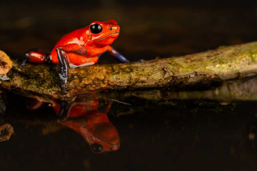 Tour Guanacaste La Orop&eacute;ndola and Simbiosis Spa Combo