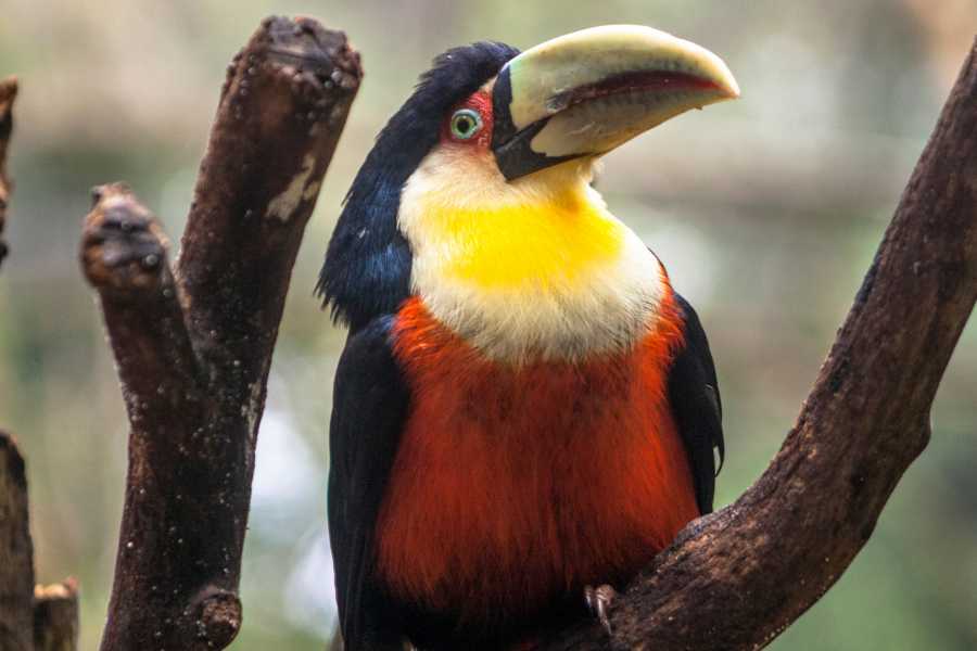 Tour Guanacaste La Orop&eacute;ndola and Simbiosis Spa Combo