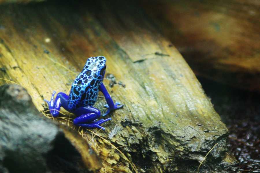 Tour Guanacaste La Orop&eacute;ndola and Simbiosis Spa Combo