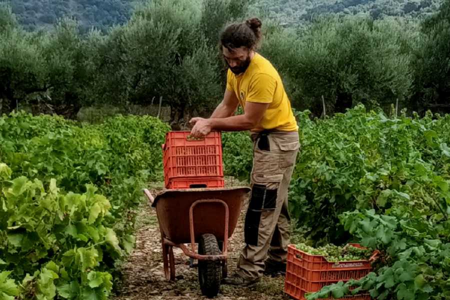 Destination Platanias Viinin maistelu - Premium