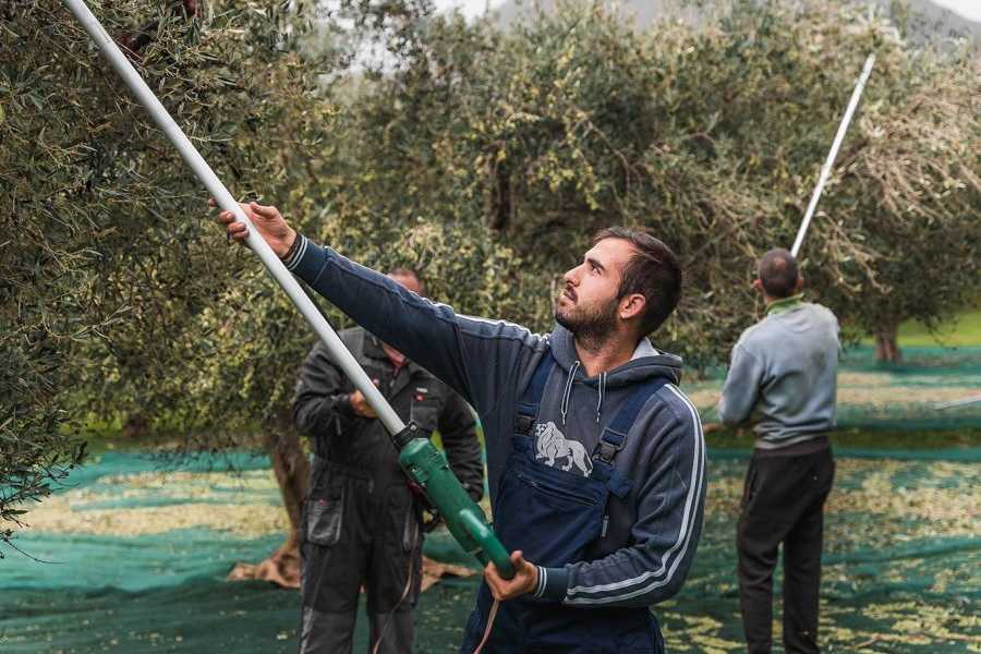 Destination Platanias Oliivi&ouml;ljyn maistelu - Premium