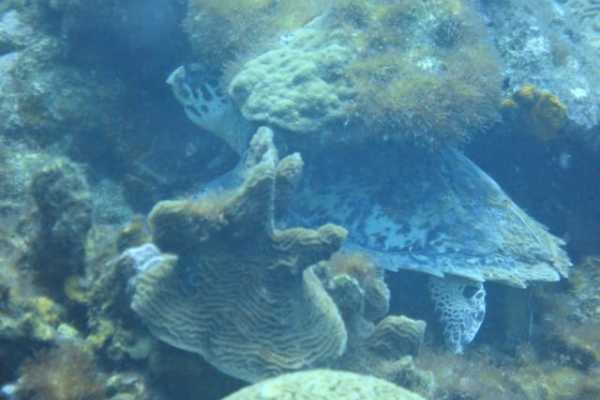 Scuba diving with lunch and pictures