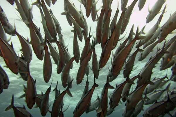 Scuba diving with lunch and pictures