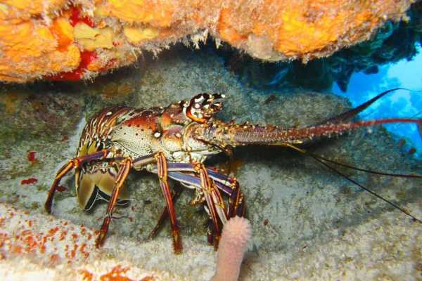 Scuba diving with lunch and pictures