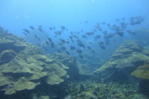 Scuba diving with lunch and pictures