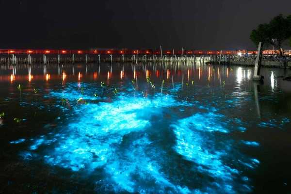 Bioluminescence Plankton and Sunset