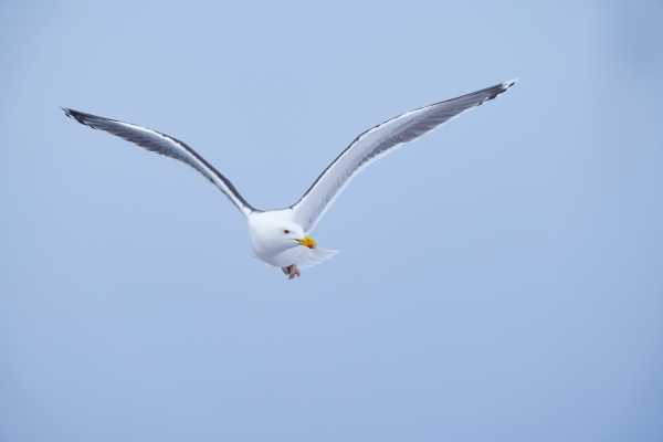 2 / Guided Birdwatching Tours to Hornoya