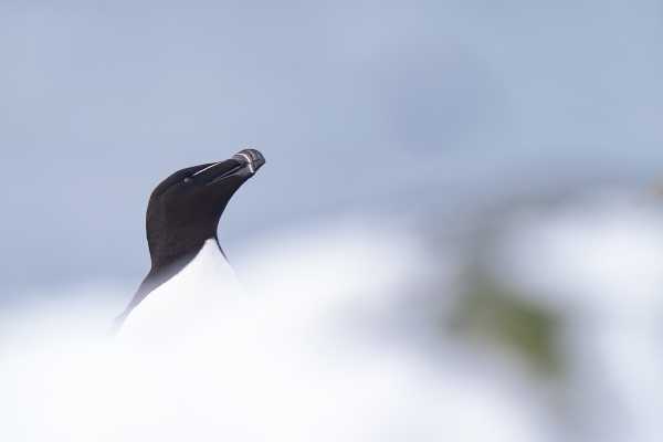 2 / Guided Birdwatching Tours to Hornoya