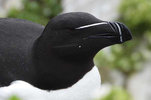2 / Guided Birdwatching Tours to Hornoya