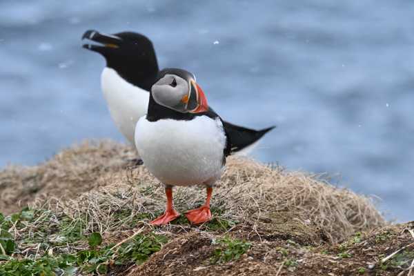 2 / Guided Birdwatching Tours to Hornoya