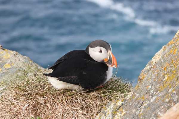 2 / Guided Birdwatching Tours to Hornoya