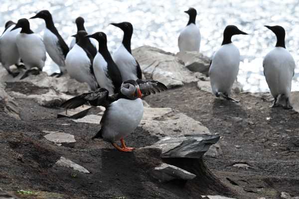 2 / Guided Birdwatching Tours to Hornoya