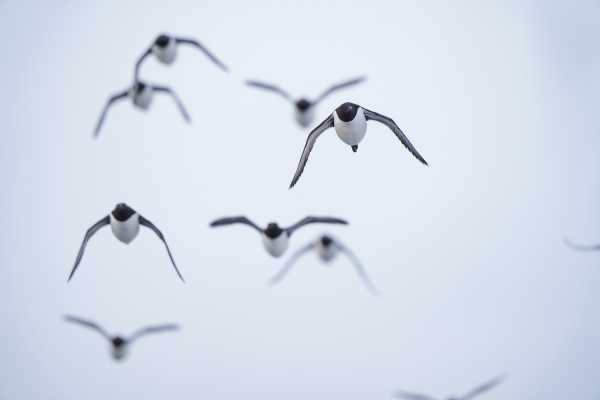 2 / Guided Birdwatching Tours to Hornoya