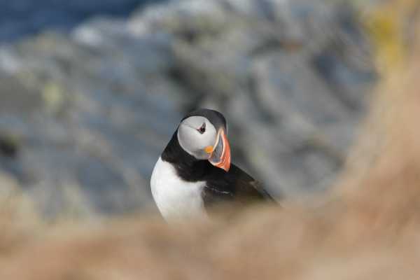 2 / Guided Birdwatching Tours to Hornoya