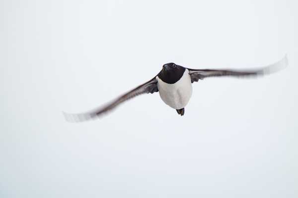 2 / Guided Birdwatching Tours to Hornoya