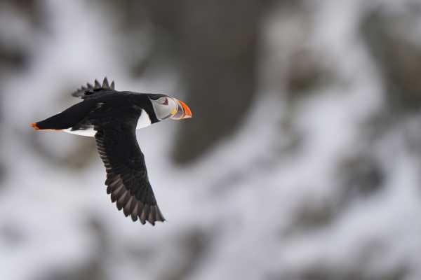 2 / Guided Birdwatching Tours to Hornoya