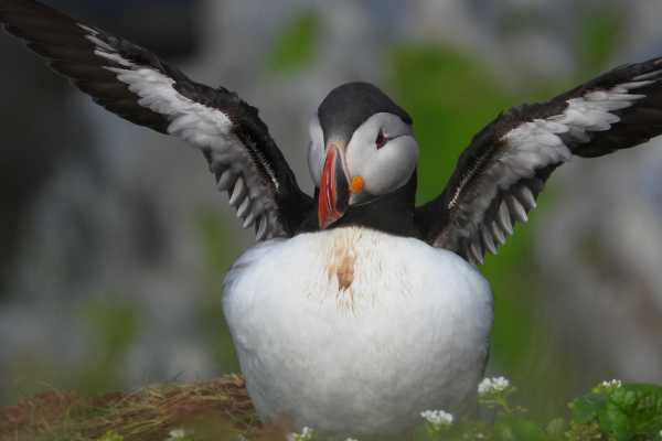 2 / Guided Birdwatching Tours to Hornoya