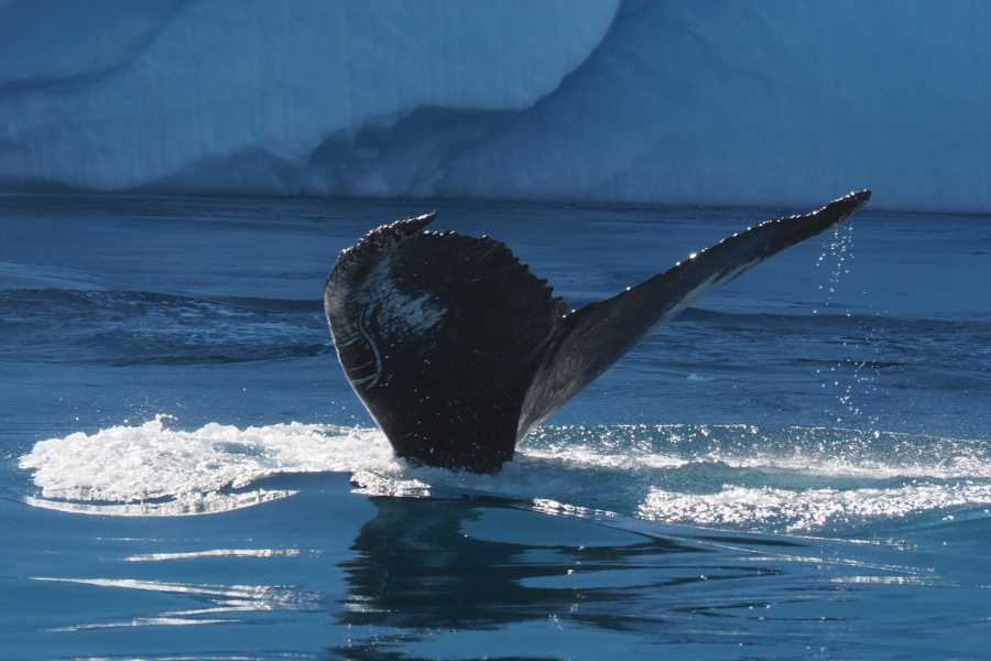 Diskobay Tours Ilimanaq - Icefiord sailing