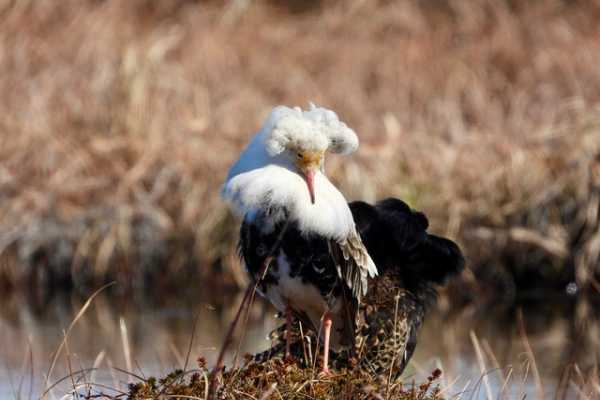 3 / Ruff Lekking