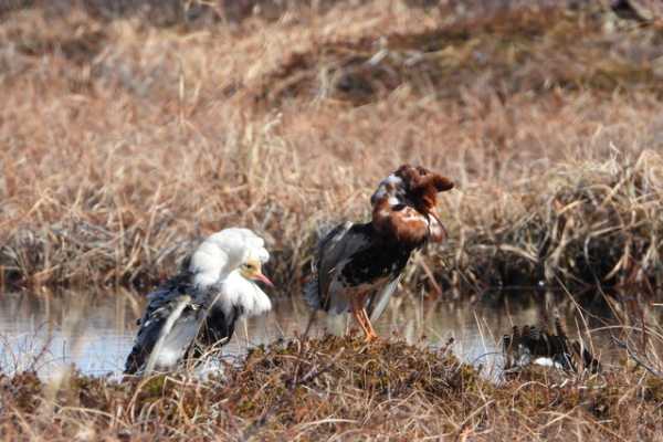3 / Ruff Lekking