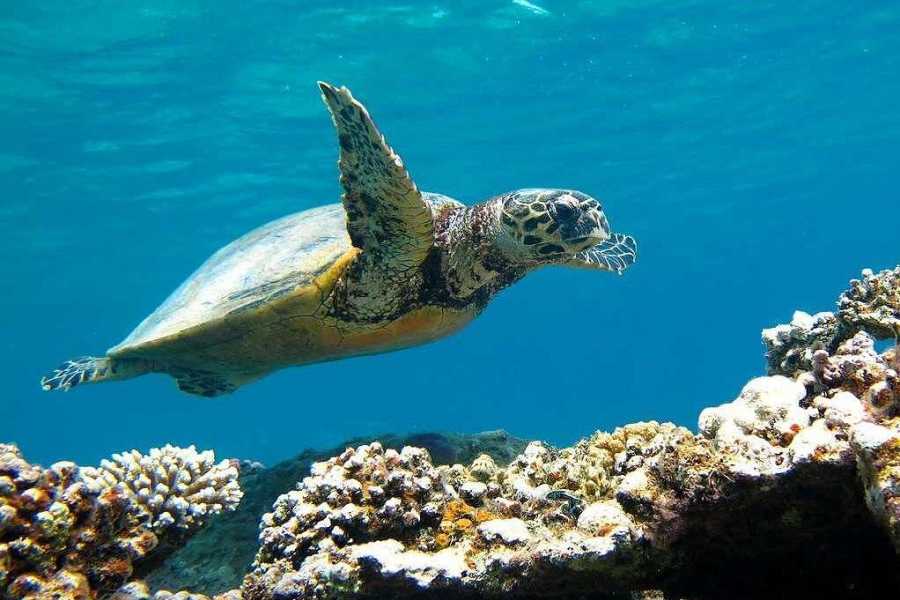 Egypt Tour packages Diving Excursion to the Ras Mohammed and White Island