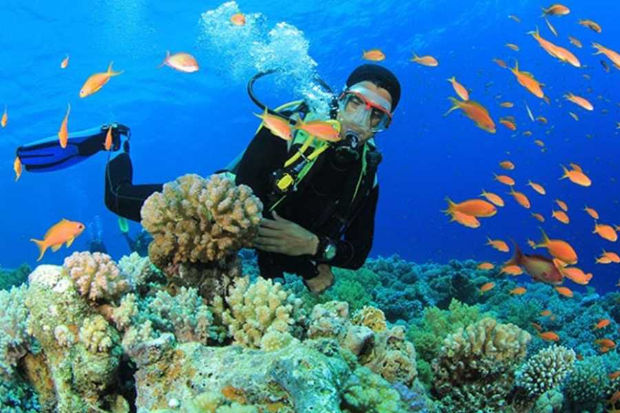 Egypt Tour packages Diving trip at Shaab Samadai from El Quseir