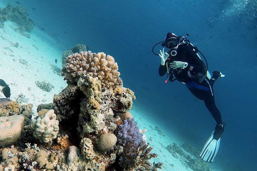 Egypt Tour packages Diving trip at Shaab Samadai from El Quseir