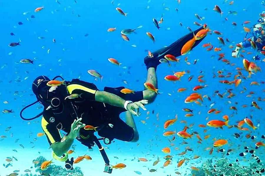 Egypt Tour packages Diving trip at Shaab Samadai from El Quseir