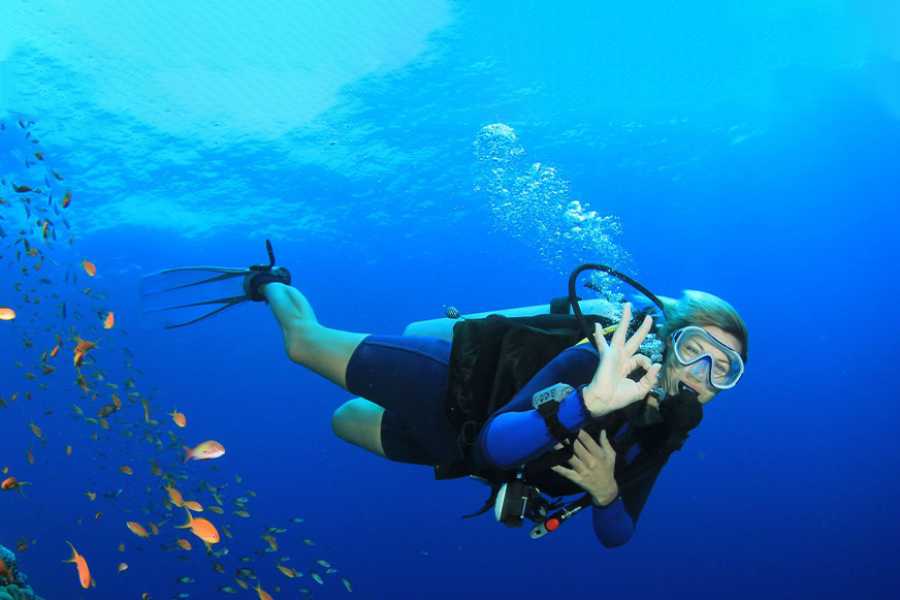 Egypt Tour packages Diving trip at Shaab Samadai from El Quseir