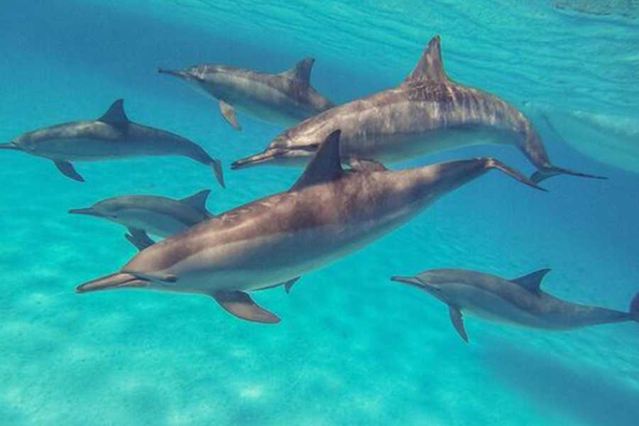 Egypt Tour packages Diving trip at Shaab Samadai from El Quseir