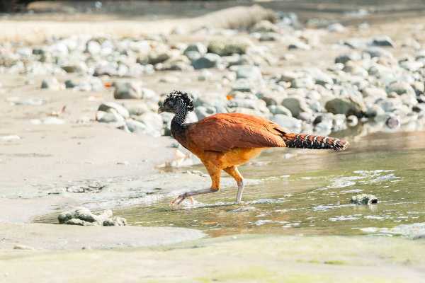 1-Day Corcovado Boat Tour: Sirena Station from Puerto Jimenez (Wildlife Watching)