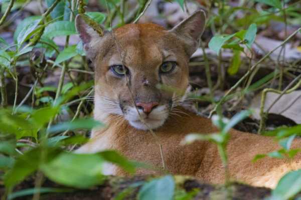 1-Day Corcovado Boat Tour: Sirena Station from Puerto Jimenez (Wildlife Watching)