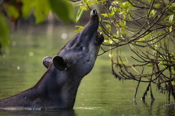 1-Day Corcovado Boat Tour: Sirena Station from Puerto Jimenez (Wildlife Watching)