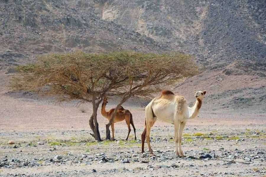 Egypt Tour packages 4 Days Marsa Alam Tour Package from Cairo
