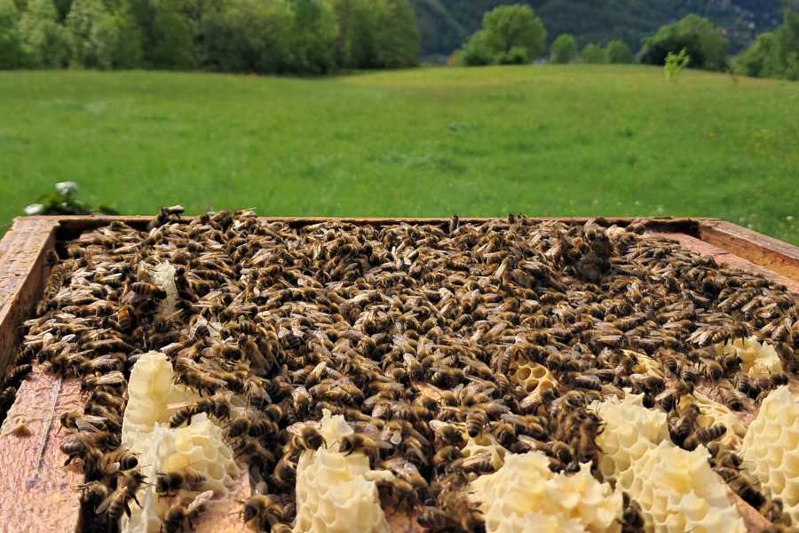 Modenatur Alla scoperta del mondo delle api - Cimone Slow